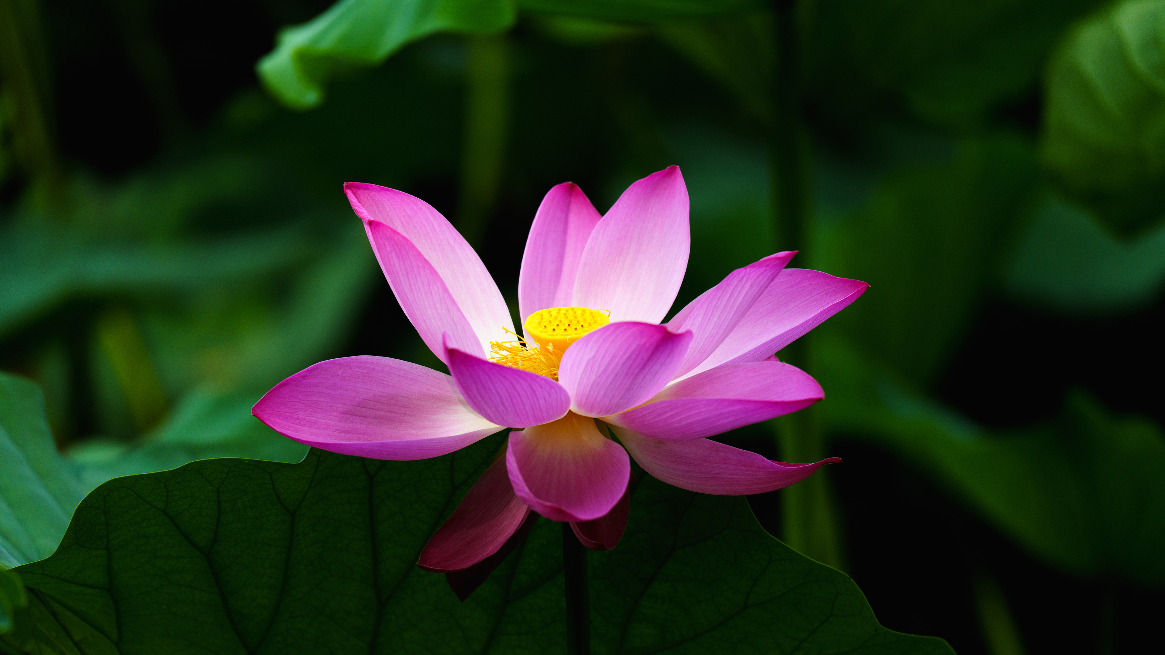 Loan Lê thanh